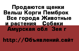 Продаются щенки Вельш Корги Пемброк  - Все города Животные и растения » Собаки   . Амурская обл.,Зея г.